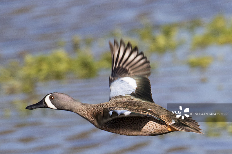 蓝翅 Teal 鸭雄性飞翔图片素材