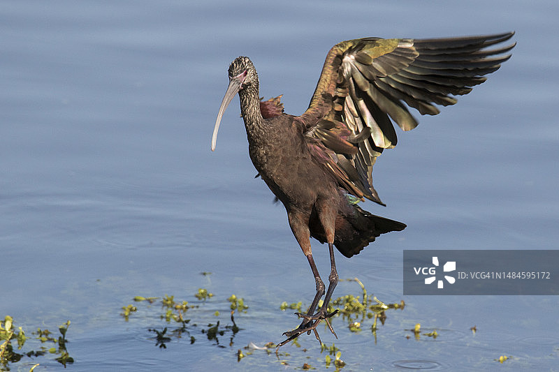 白面彩鹮降落图片素材