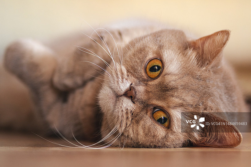 苏格兰短毛猫在地板上休息特写，宠物的生活方式照片图片素材
