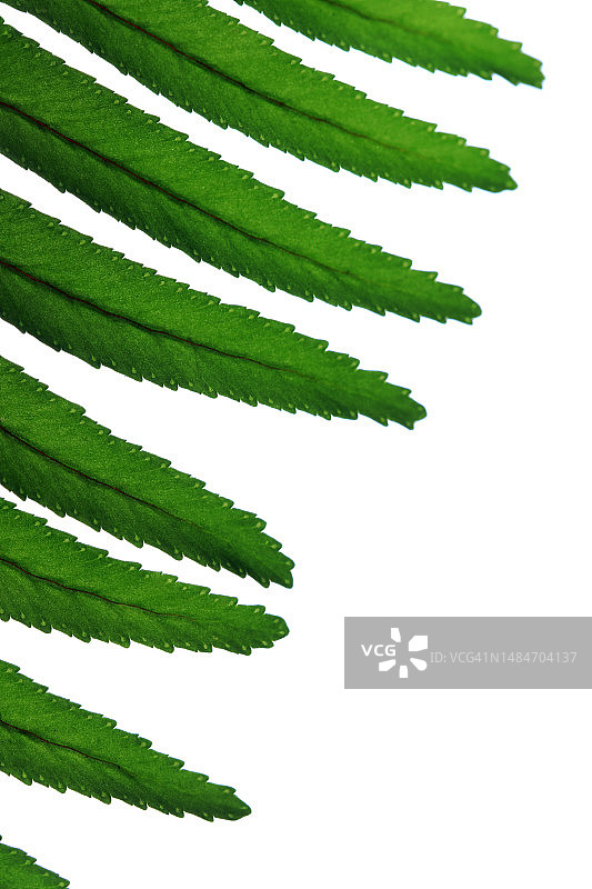 白色背景上的蕨类植物叶子背面图片素材