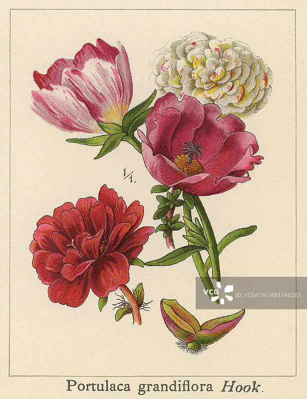 植物学古老彩色石印插图：玫瑰苔、午时花、墨西哥玫瑰、太阳玫瑰、岩蔷薇或大花马齿苋图片素材