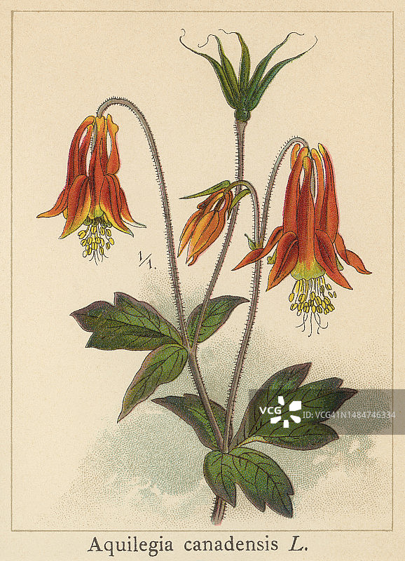 老式彩色石版画植物学插图：加拿大耧斗菜图片素材