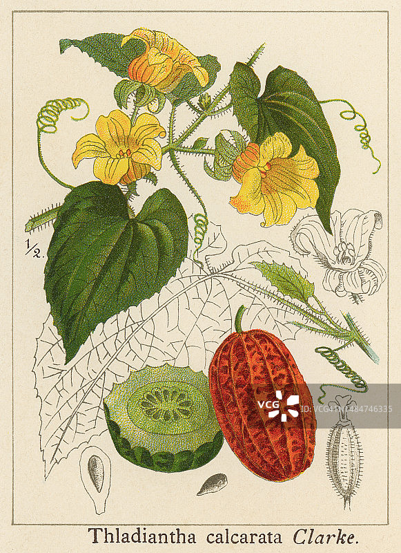 滇南瓜古董彩 lithograph 插图图片素材