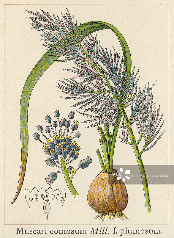 植物学旧彩色石印插图：穗花风信子图片素材
