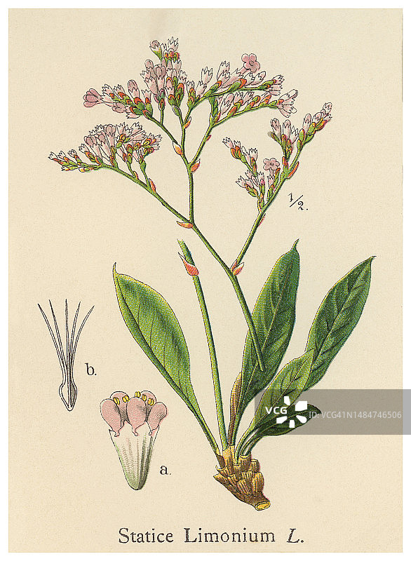 植物学古老彩色石印插图：补血草图片素材