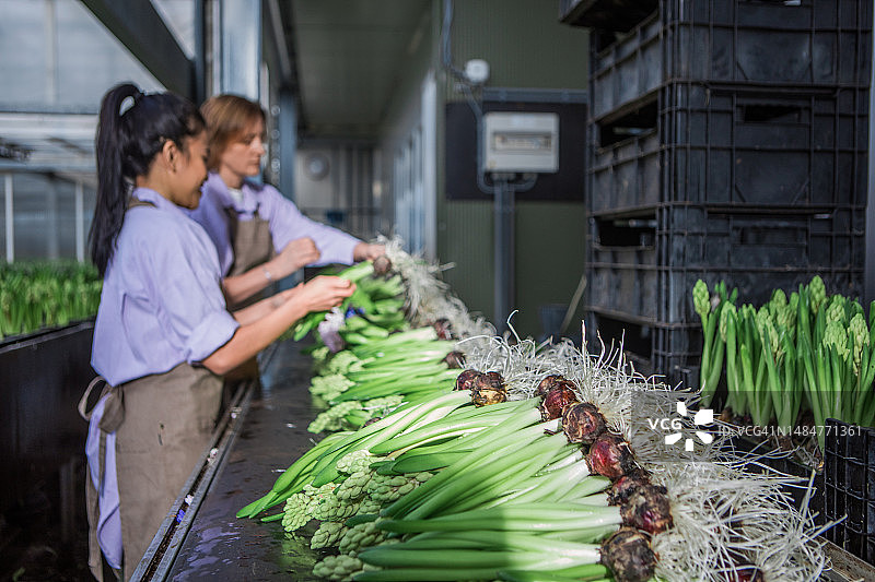 荷兰风信子温室里的两位专业女性农场工人图片素材