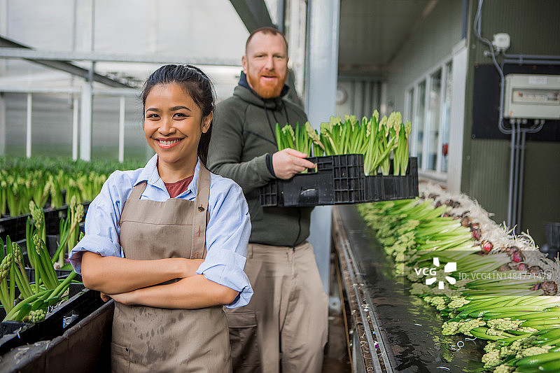 两名工厂工人在风信子鲜花生产线上工作图片素材