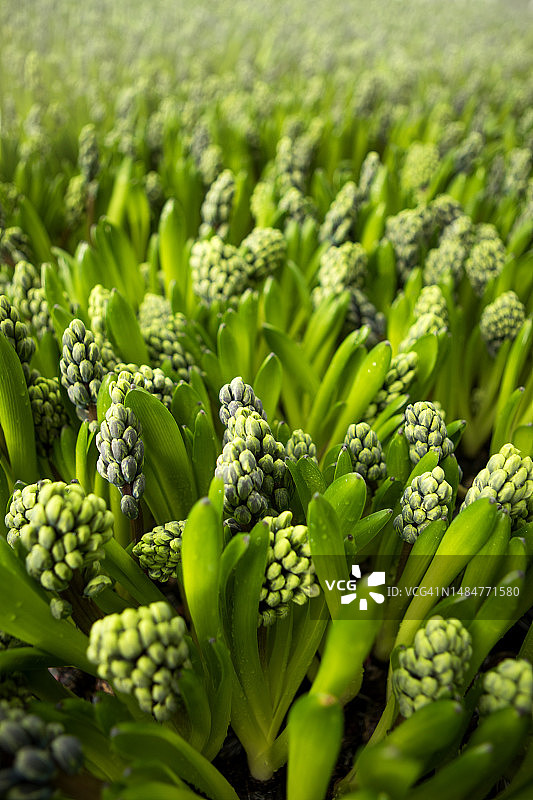 荷兰一家正在运营的风信子温室内部图片素材