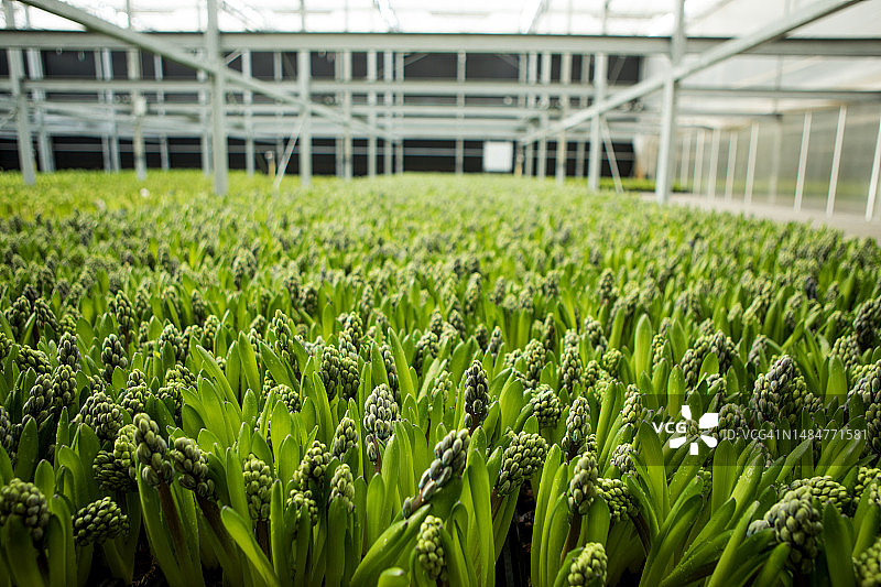 荷兰一家正在运营的风信子温室内部图片素材