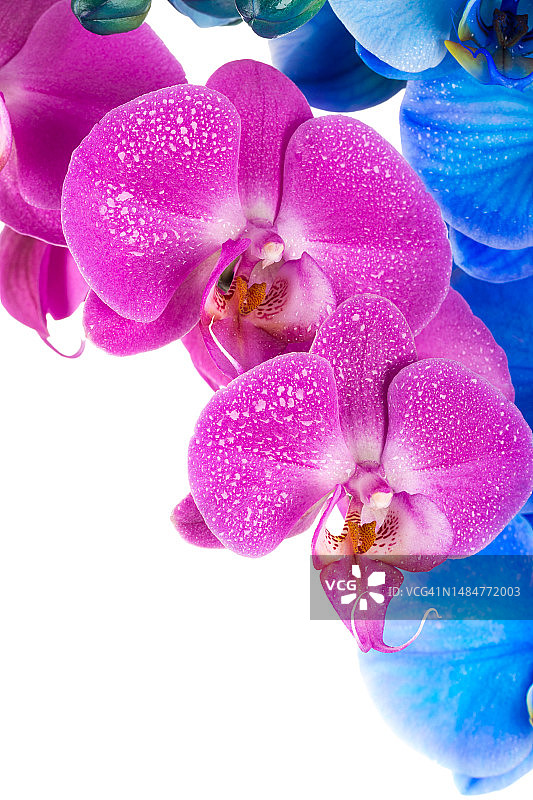 粉蓝色兰花与水滴（白色背景）图片素材