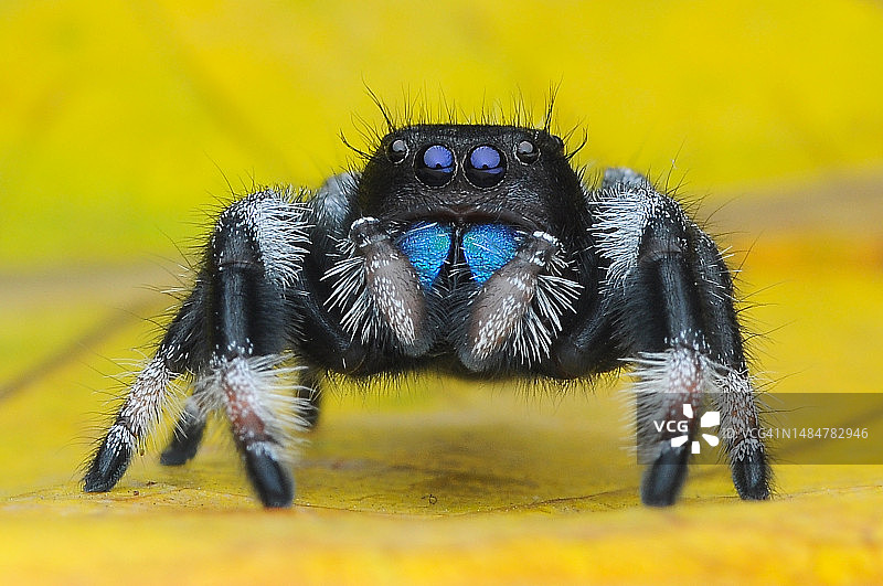印度尼西亚叶子上的一只跳蛛（Phidippus regius）特写图片素材