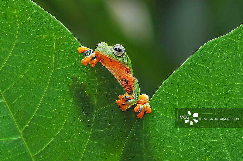 印度尼西亚，飞树蛙窥视树叶边缘的特写图片素材