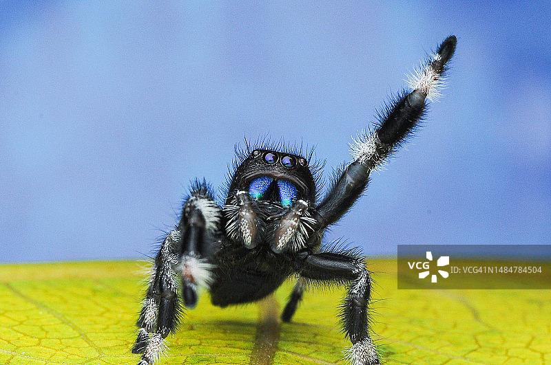 印度尼西亚叶子上的一只跳蛛（Phidippus regius）特写图片素材