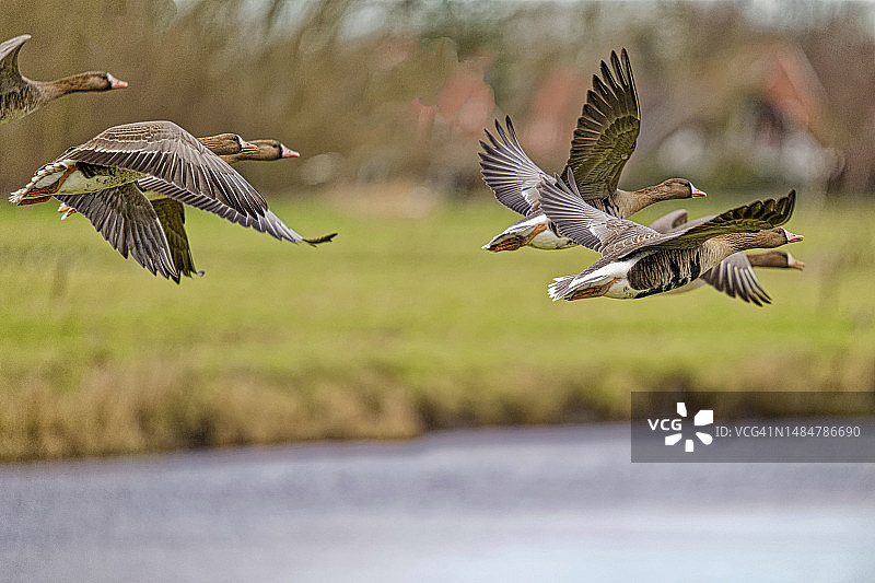 东弗里西亚，下萨克森，德国，白额雁群飞越河流图片素材