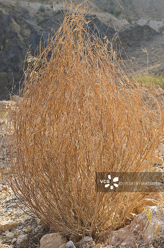 哈杰尔山脉的干燥灌木图片素材
