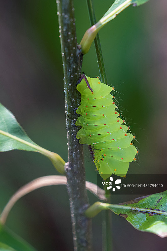 Antheraea Polyphemus大蚕蛾毛虫图片素材