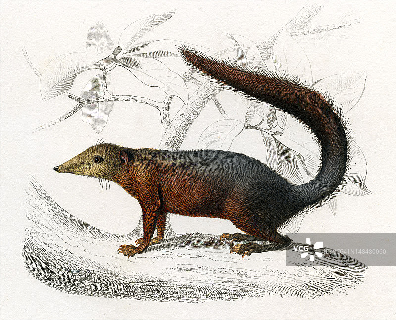 图派亚历史插图，1849年图片素材