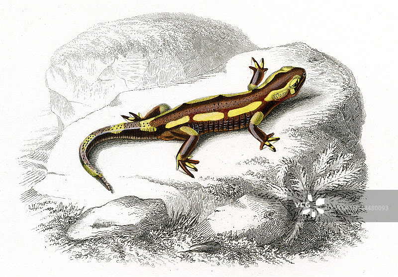 蝾螈，历史插图，1849年图片素材