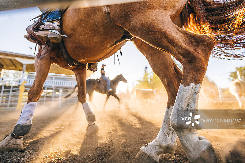 牛仔女郎在畜栏里套牛图片素材
