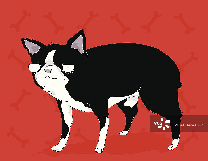 表情不悦的波士顿梗犬图片素材