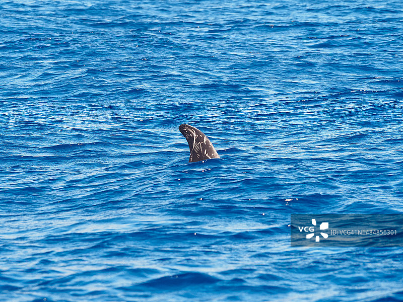 亚速尔群岛皮库岛沿岸的灰海豚图片素材