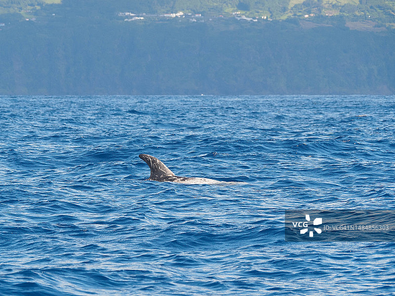 亚速尔群岛皮库岛沿岸的灰海豚图片素材