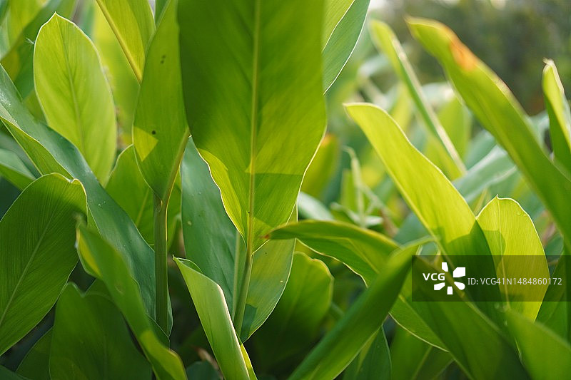 高良姜的绿叶图片素材