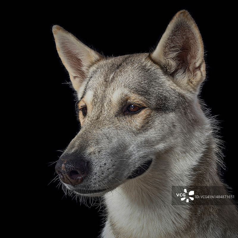 灰太狼图片素材