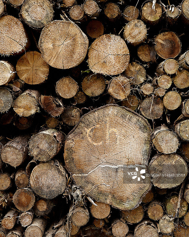 春季细节3图片素材
