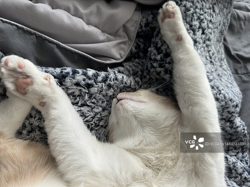 猫咪仰面朝天睡觉图片素材