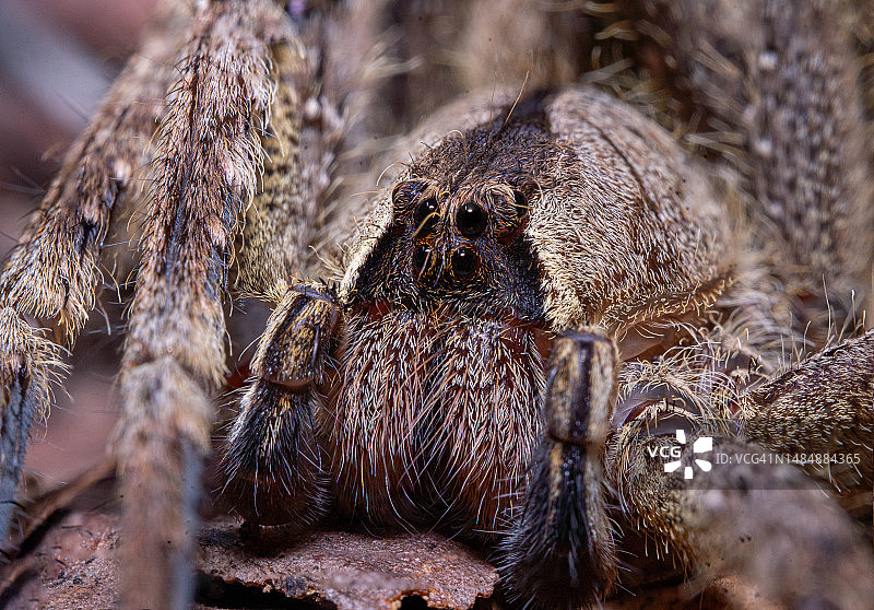 蜘蛛特写，秘鲁亚马逊雨林图片素材