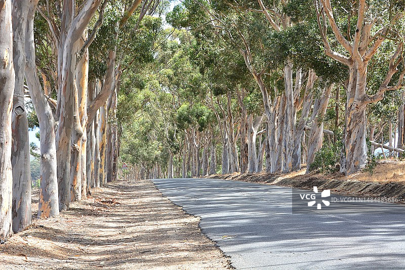 西开普省森林中的空旷道路，南非图片素材