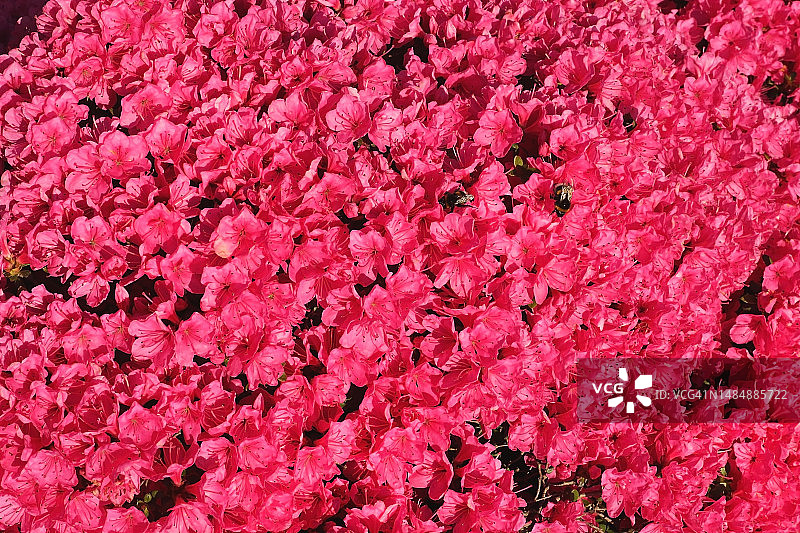 德国的红色花海图片素材