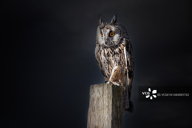 栖息在木桩上的雕鸮特写图片素材