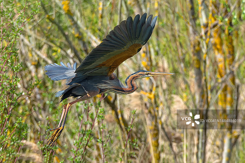 灰色苍鹭的特写图片素材
