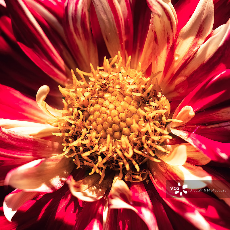 纽约长岛阳光下鲜艳的红黄色大丽花微距照片图片素材