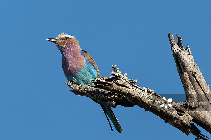 仰视角度拍摄的南非丁香花栖息在树上，背景是晴朗的蓝天图片素材