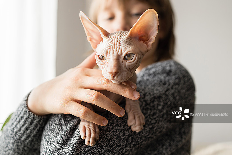 青少年女孩抱着加拿大斯芬克斯猫幼崽的特写。宠物生活，对猫过敏和低过敏性动物图片素材