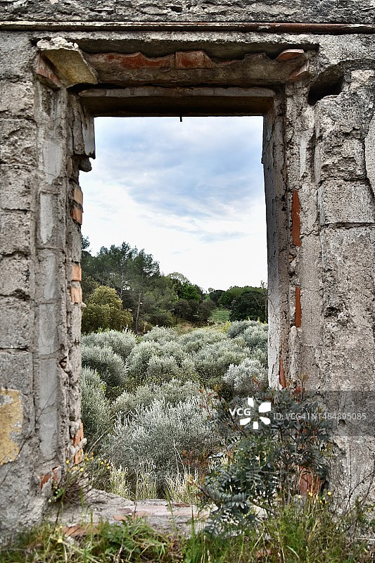 橄榄树林图片素材