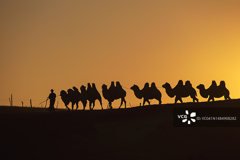 骆驼群剪影；沙漠旅行图片素材