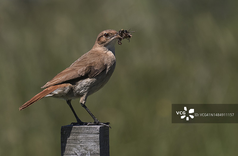 棕灶鸟图片素材