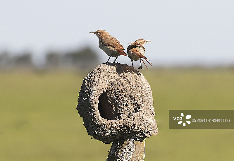 棕灶鸟图片素材
