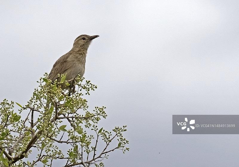 拾柴者图片素材