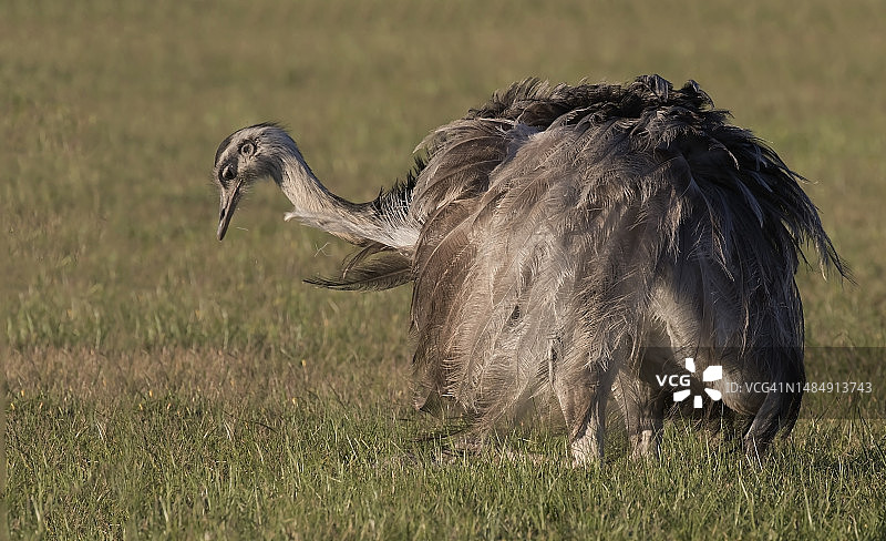 美洲鸵图片素材