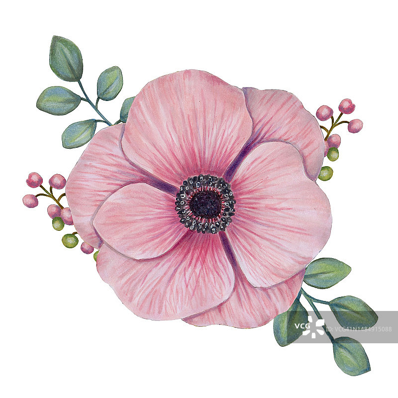 银莲花图片素材