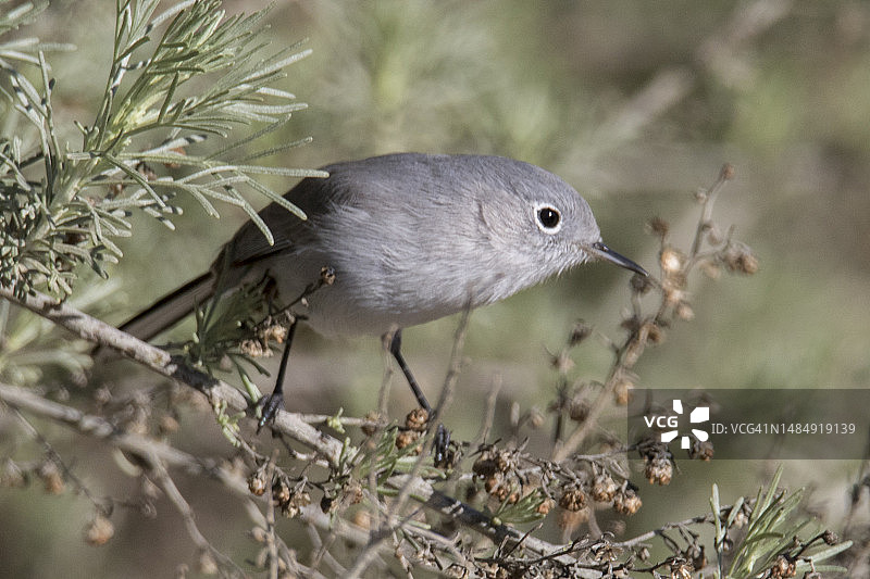 蓝色小嘲鸫栖息图片素材