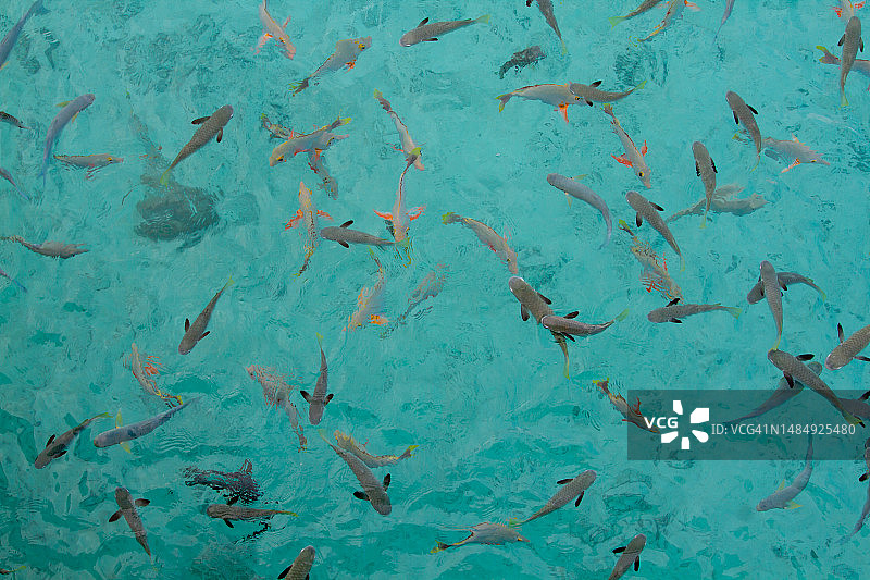 南太平洋绿松石泻湖中的热带鱼（俯视）图片素材