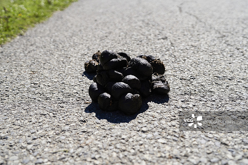 农场泥路上堆积的牛粪，无人，高角度特写图片素材