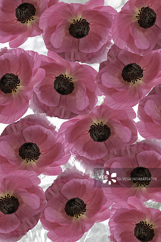 亮粉色花朵特写图片素材