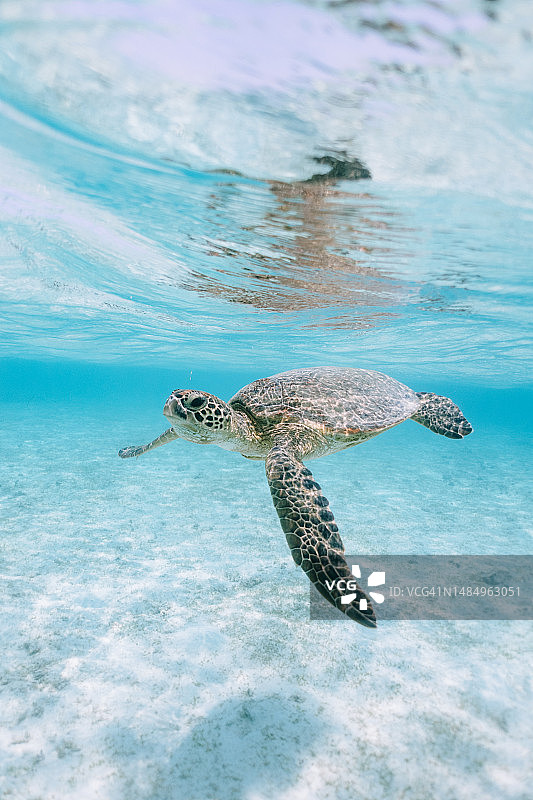 在日本宫古岛清澈的热带水域中的绿海龟图片素材